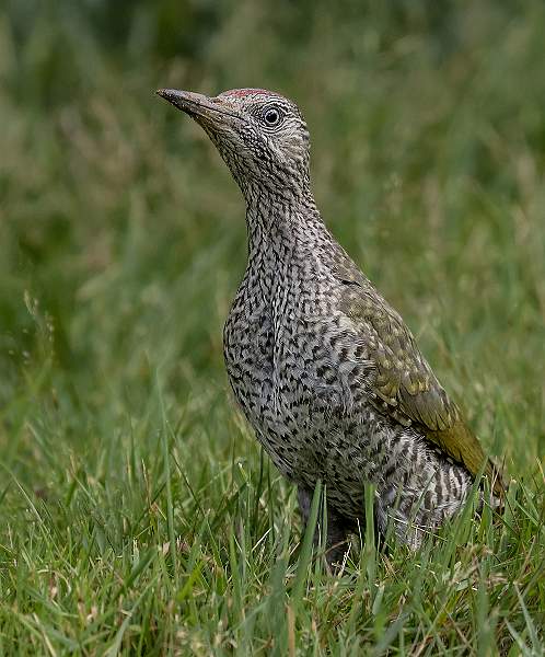Juvenile Green Woodpecker_Roger Hance.jpg